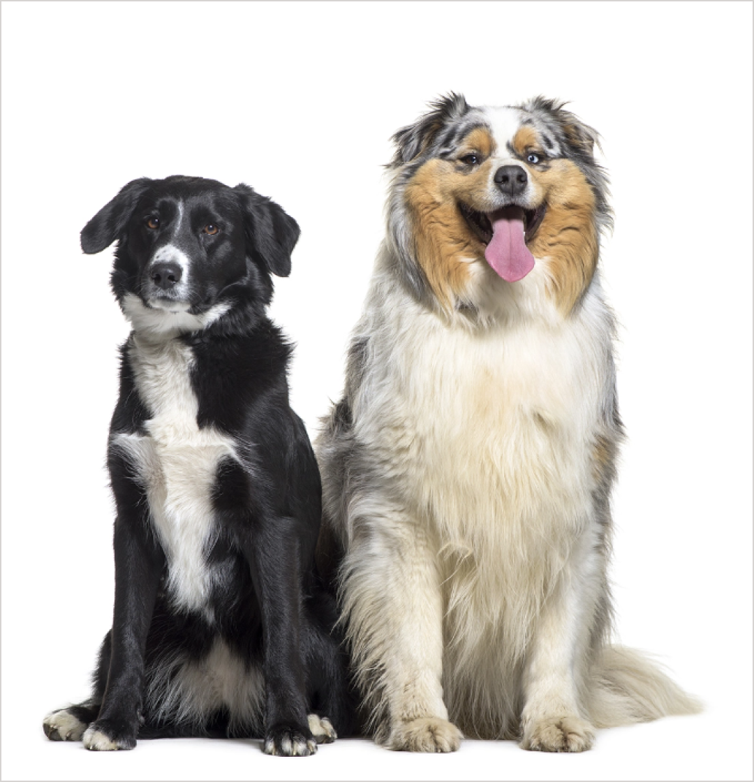 Descripción imagen derecha